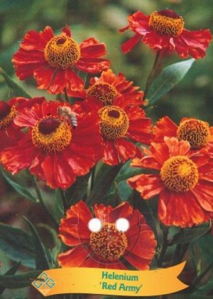 Helenium 'Red Army'