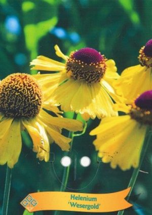 Helenium 'Wesergold'