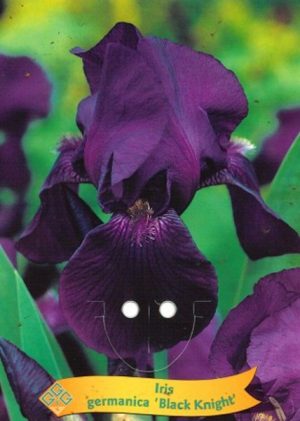 Iris germanica 'Black Knight'