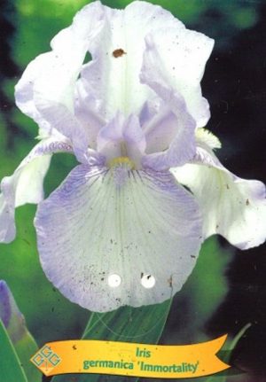 Iris germanica 'Immortality'