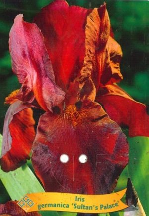 Iris germanica 'Sultan's Palace'