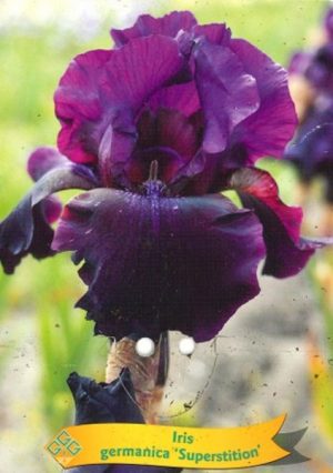 Iris germanica 'Superstition'