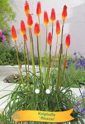 Kniphofia 'Alcazar'