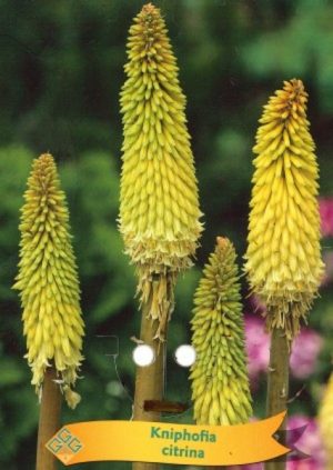 Kniphofia citrina