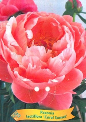 Paeonia lactiflora 'Coral Sunset'