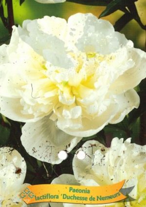 Paeonia lactiflora 'Duchesse de Nemours'