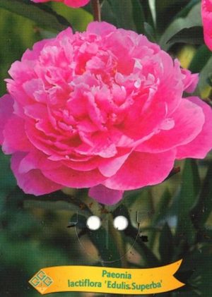 Paeonia lactiflora 'Edulis Superba'