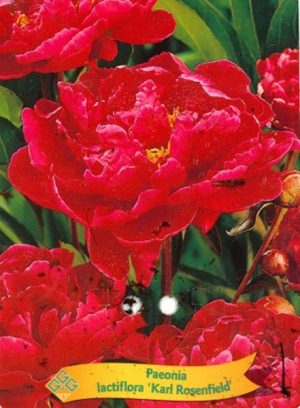 Paeonia lactiflora 'Karl Rosenfield'