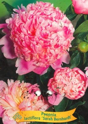 Paeonia lactiflora 'Sarah Bernhardt'