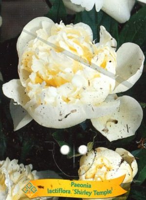 Paeonia lactiflora 'Shirley Temple'