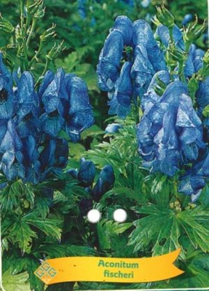 Aconitum fischeri