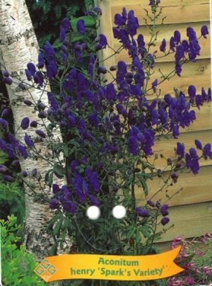 Aconitum henry 'Spark's Variety'
