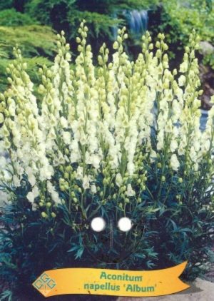 Aconitum napellus 'Album'