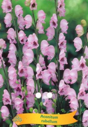 Aconitum rubellum