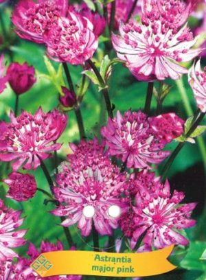 Astrantia major pink