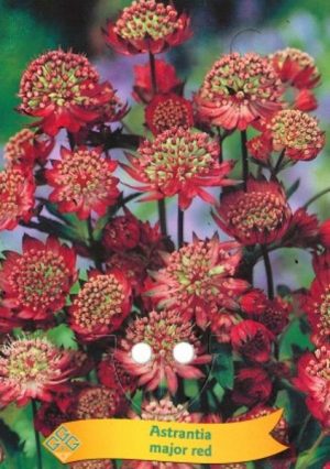 Astrantia major red