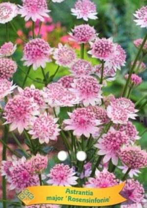 Astrantia major 'Rosensinfonie'