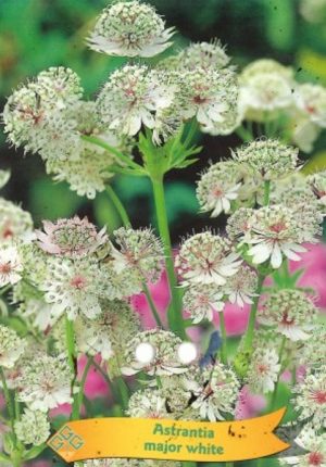 Astrantia major white
