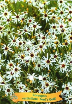 Coreopsis verticillata 'Fool's Gold'