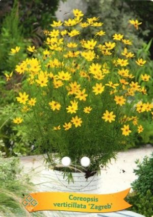 Coreopsis verticillata 'Zagreb'