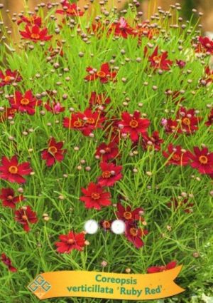 Coreopsis verticillata 'Ruby Red'