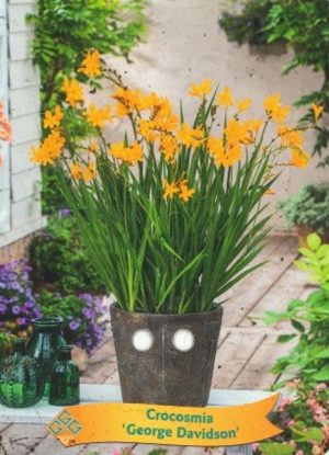 Crocosmia 'George Davidson'