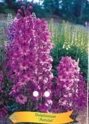 Delphinium 'Astolat'
