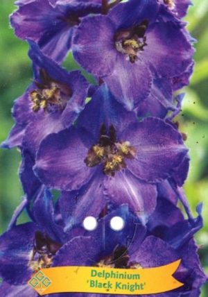 Delphinium 'Black Knight'