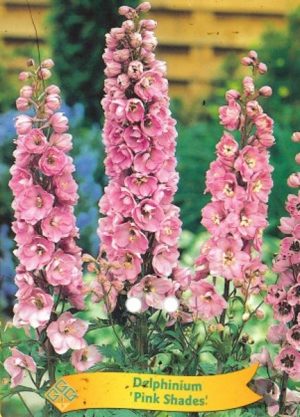 Delphinium 'Pink Shades'