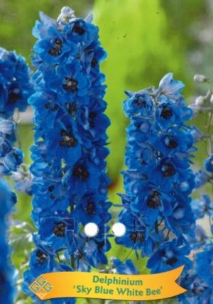 Delphinium 'Sky Blue White Bee'
