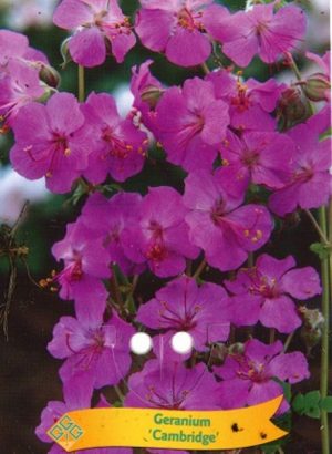 Geranium 'Cambridge'