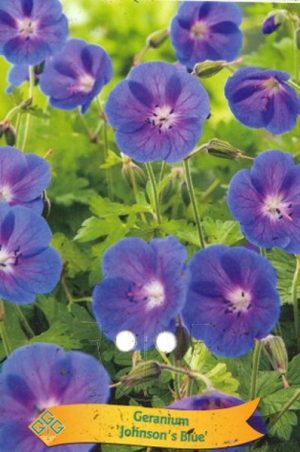 Geranium 'Johnson's Blue'