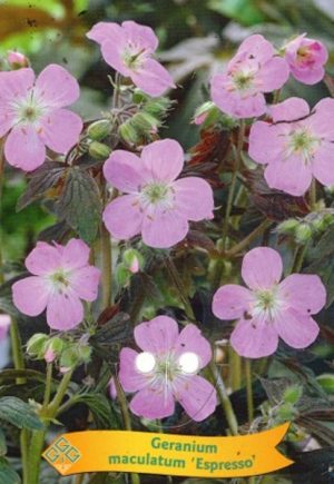 Geranium maculatum 'Espresso'