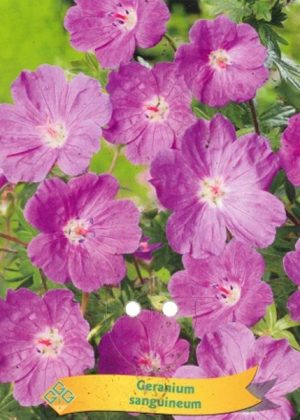 Geranium sanguineum