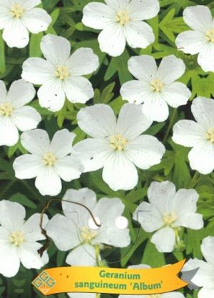 Geranium sanguineum 'Album'