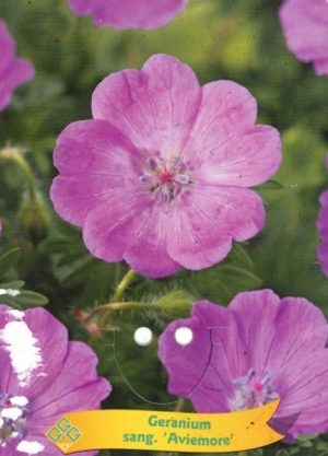 Geranium sanguineum 'Aviemore'