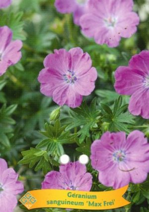 Geranium sanguineum 'Max Frei'
