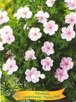 Geranium sanguineum 'Vision Pink'