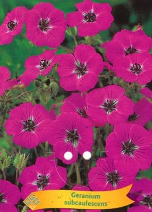 Geranium subcaulescens