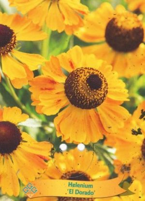 Helenium 'El Dorado'