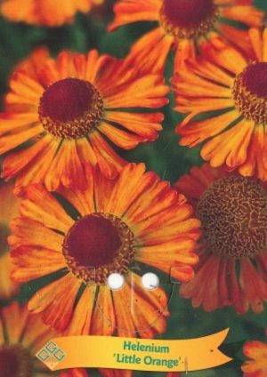 Helenium 'Little Orange'