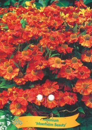 Helenium 'Moerheim Beauty'