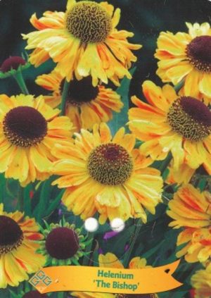 Helenium 'The Bishop'