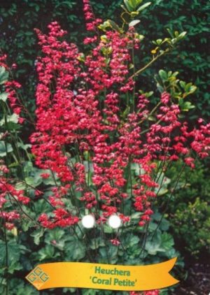 Heuchera 'Coral Petite'