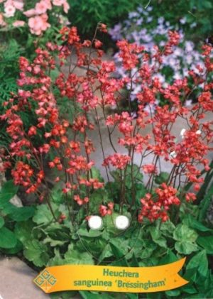 Heuchera sanguinea 'Bressingham'