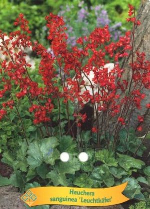 Heuchera sanguinea 'Leuchtkafer'