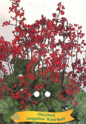 Heuchera sanguinea 'Ruby Bells'