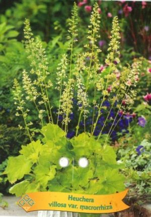 Heuchera villosa var. macrorrhiza