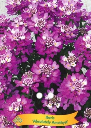 Iberis 'Absolutely Amethyst'