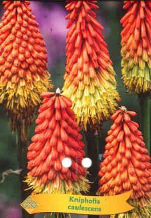 Kniphofia caulescens